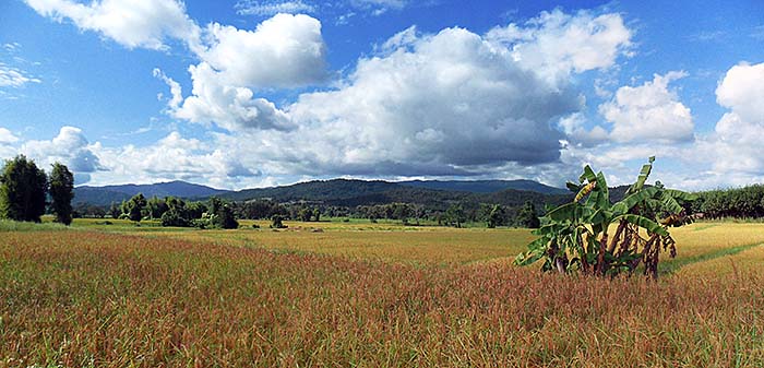'Rice Fields around Chiang Khong | North Thailand' by Asienreisender
